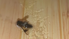 Chrysops flavocinctus