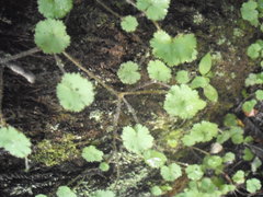 Hydrocotyle moschata moschata