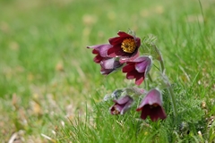 Pulsatilla rubra