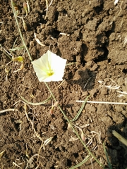 Convolvulus scammonia