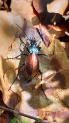 Carabus hispanus