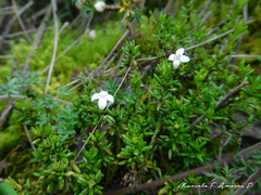 Arcytophyllum thymifolium