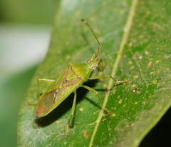 Amblypelta nitida