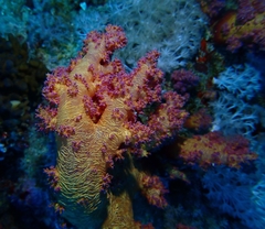 Dendronephthya hemprichi