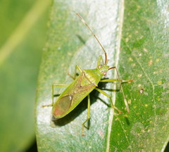 Amblypelta nitida