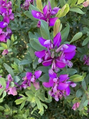 Polygala myrtifolia