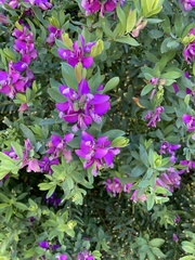 Polygala myrtifolia