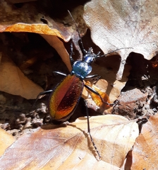 Carabus hispanus
