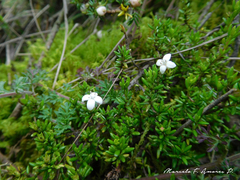 Arcytophyllum thymifolium