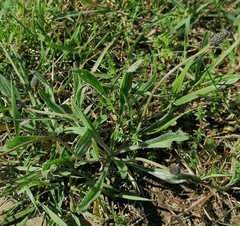 Plantago lanceolata