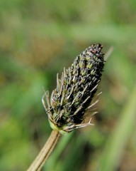 Plantago lanceolata
