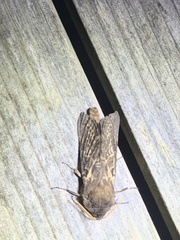 Oxycanus antipoda