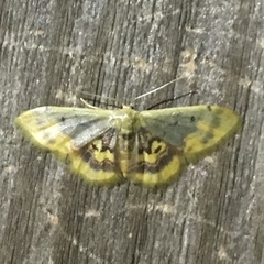 Idaea scintillularia