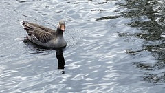Anser anser