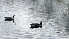 Branta canadensis
