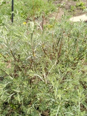 Artemisia umbelliformis