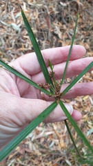 Cyperus vaginatus