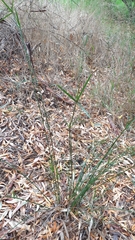 Cyperus vaginatus