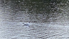 Chroicocephalus ridibundus