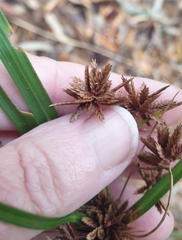 Cyperus vaginatus