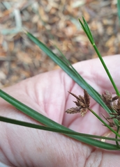 Cyperus vaginatus