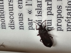 Brachyrhynchus membranaceus