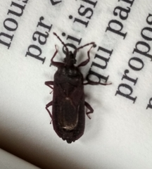 Brachyrhynchus membranaceus