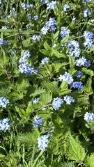 Myosotis sylvatica