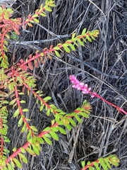 Laurembergia repens
