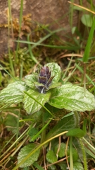 Ajuga pyramidalis