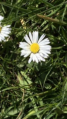 Bellis perennis