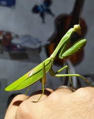 Stagmatoptera biocellata