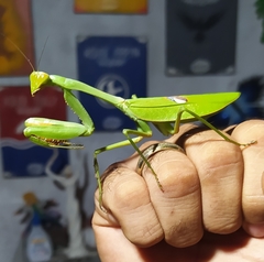 Stagmatoptera biocellata