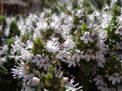 Thymus kotschyanus