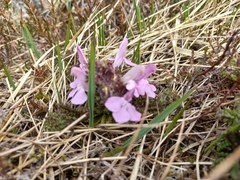 Pedicularis sylvatica