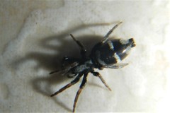 Aphantaulax cincta