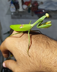 Stagmatoptera biocellata