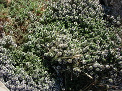 Thymus kotschyanus