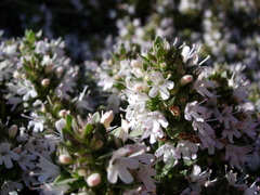 Thymus kotschyanus