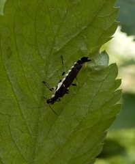 Ichthyurus nigripennis