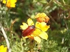 Omophlus syriacus