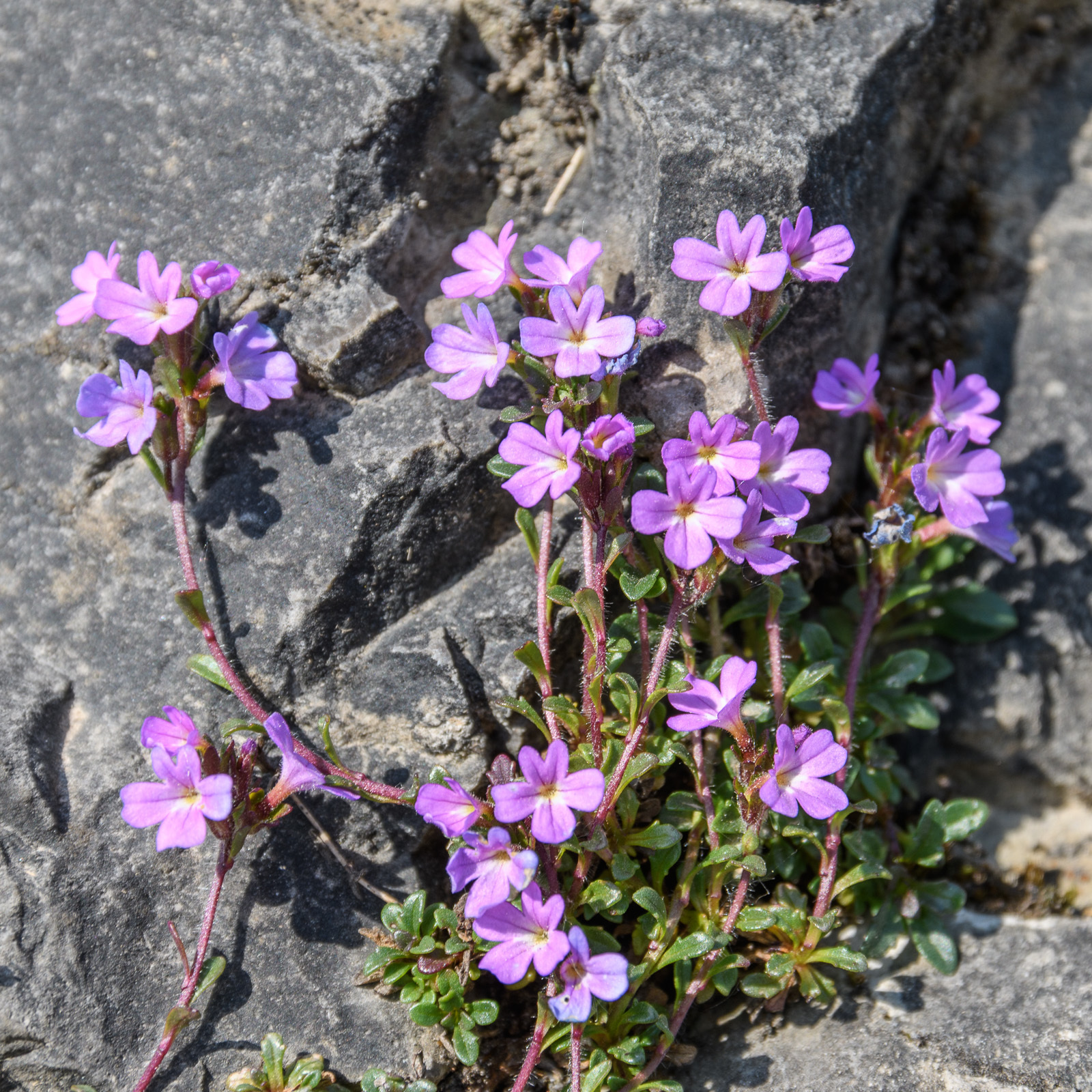 Erinus alpinus
