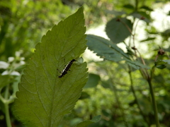 Ichthyurus nigripennis
