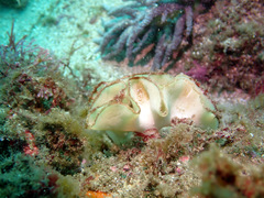 Teichonopsis labyrinthica