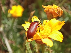 Omophlus syriacus