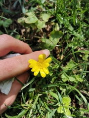 Ficaria verna