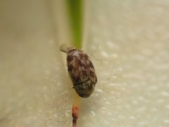 Anthrenocerus australis