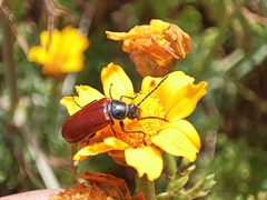 Omophlus syriacus