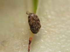 Anthrenocerus australis