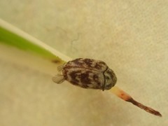 Anthrenocerus australis